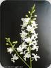 Phal. pulcherrima var. alba
